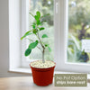 Front view of Ficus natalensis showcasing its leafy form in a red pot by a window, labeled No Pot Option ships bare root