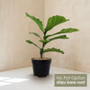 Fiddle Leaf Fig – Ficus lyrata