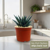 Gasteria Flow