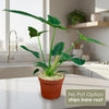 Front view of Golden Dragon Philodendron showcasing dragon-like foliage with a no-pot option overlay indoors