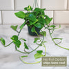 Golden Pothos ‘Epipremnum aureum’