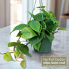 Heartleaf Philodendron (Philodendron hederaceum)