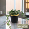 Front view of Glacier Ivy Plant showcasing trailing variegated foliage in a black nursery pot with No Pot Option ships bare root text