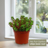 Front view of Jelly Bean Succulent showing red-tipped bead-like foliage in a red pot by a window, No Pot Option