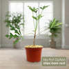 Kiepersol Tree ‘Cussonia paniculata’