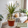 Front view of Kiwi Dragon Tree Dracaena Kiwi Cane showcasing arching variegated leaves in a bright indoor setting