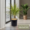 Front view of Kiwi Dragon Tree showcasing lime green and creamy yellow variegated leaves in a black pot by a window