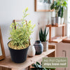 Front view of Lavender Mint Julep Plant showcasing lush green foliage in a black pot with an indoor background