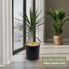 Madagascar Dragon Tree - Dracaena marginata ‘Magenta’