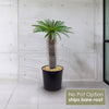 Madagascar Palm Plant - Pachypodium lamerei