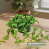 Peperomia Hope &