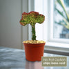 Mermaid Tail Cactus - Euphorbia lactea Cristata Grafted