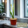 Mother in Law Plant ‘Sansevieria trifasciata’ Snake Plant
