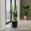 Mother in Law Plant ‘Sansevieria trifasciata’ Snake Plant