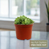 Mountain Rose Succulent ‘Aeonium dodrantale’ (Greenovia dodrantalis)