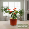 Orange Anthurium Plant – Anthurium andraeanum ‘Orange’