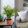 Parlor Palm ‘Chamaedorea elegans’ (Neanthe Bella Palm) 