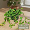 Peperomia Hope &