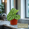 Peperomia ‘Ecuador’