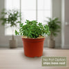 Peperomia axillaris