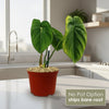 Philodendron ‘Mcdowell’