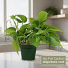 Front view of Philodendron ‘brasil’ showcasing variegated leaves; text reads No Pot Option ships bare-root
