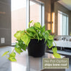Front view of Philodendron brasil with variegated heart-shaped leaves in a black pot; text says No Pot Option ships bare root