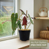 Front view of Philodendron atabapoense showcasing long green leaves with maroon undersides by a window; No Pot Option ships bare root