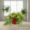 Front view of Pilea glauca Silver Sparkle Plant showcasing cascading silvery blue foliage with a light background