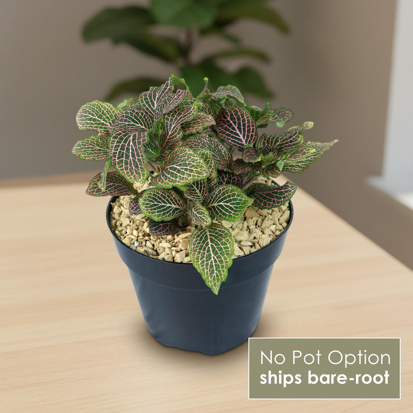 Shop 'Pink Fittonia Nerve Plant' Care & Growing Guide | Planet Desert