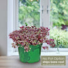 Front view of Pink Panther Plant in a green pot with trailing pink-striped green leaves and No Pot Option ships bare root