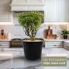 Ming Aralia Gold ‘Polyscias fruticosa
