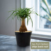 Ponytail palm &
