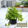 Pothos Patricio Plant - Epipremnum aureum &