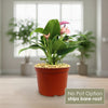 Purple Anthurium Zizou Plant