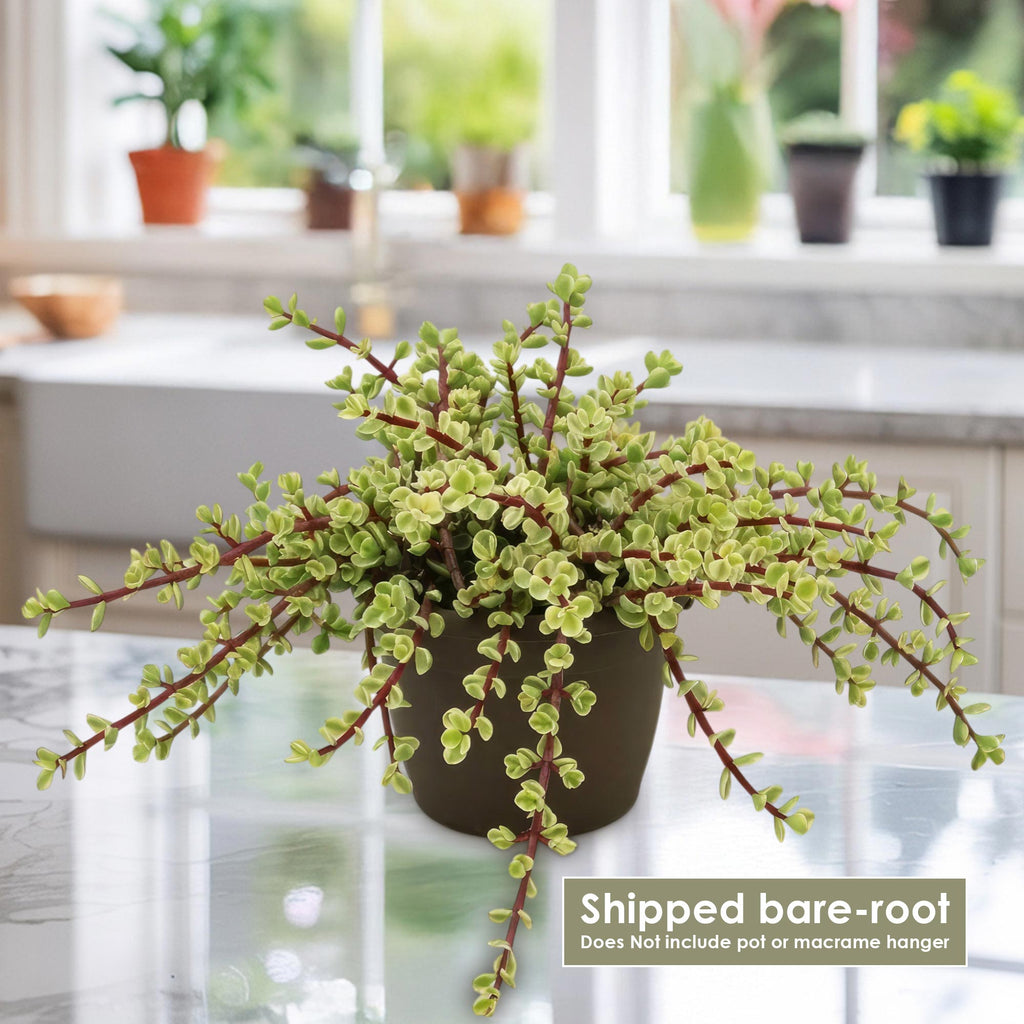 patrol_placeholder_a6ead9acc5af34cb22c78a05ed144ef7