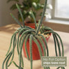 Rat Tail cactus &