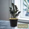 Raven ZZ Plant - Zamioculcas zamiifolia &