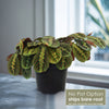 Red Prayer Plant ‘Maranta leuconeura Red