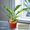Ring of Fire Plant - Philodendron ‘Ring of Fire’