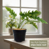 Ring of Fire Plant - Philodendron ‘Ring of Fire’