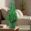 Rosemary Christmas Tree ‘Salvia rosemarinus’