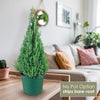 Rosemary Christmas Tree ‘Salvia rosemarinus’