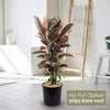 Ruby Ficus Plant - Ficus elastica ‘Ruby’