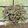 Ruby Necklace Plant &