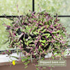 Ruby Necklace Plant &
