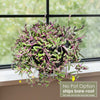 Ruby Necklace Plant &