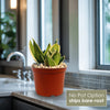 Sansevieria Bird Nest green