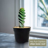 Spiral Cactus - Cereus forbesii &