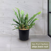 Front view of Staghorn Ferns Plants ‘Platycerium bifurcatum’ with antler-shaped fronds, overlay reads No Pot Option ships bare root